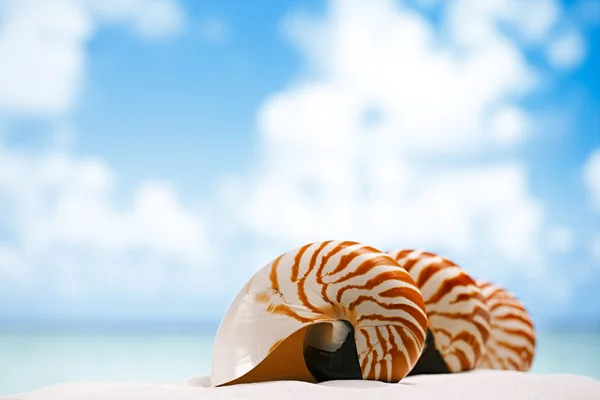 Nautilus shell — Stock Photo, Image