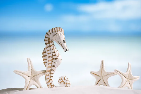 Seahorse με λευκό Αστερίας — Φωτογραφία Αρχείου