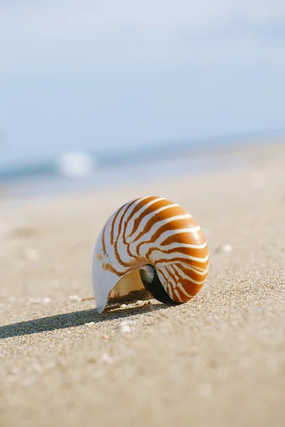 Nautilus-Schale — Stockfoto