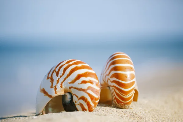 Guscio del Nautilus — Foto Stock