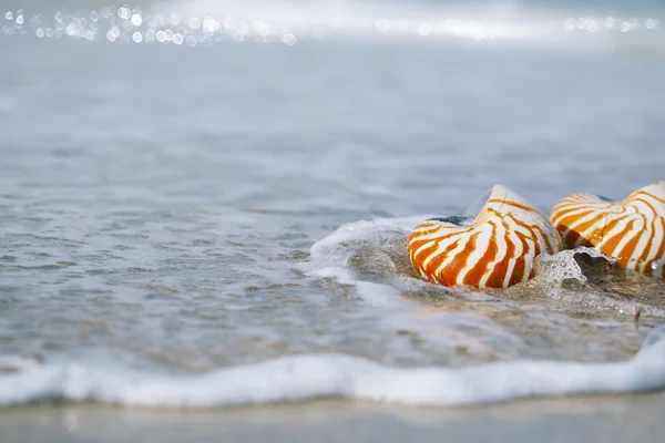 Nautilus conchas con olas de mar, Florida playa —  Fotos de Stock