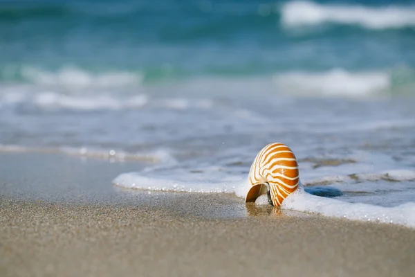 Nautilus shell with sea wave,  Florida beach — Stock Photo, Image