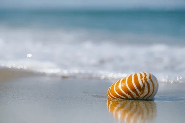 Nautilus kabuğu beyaz Florida plaj üzerinde — Stok fotoğraf