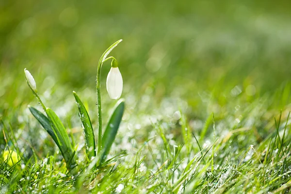 Jiskřivý sněženka květ — Stock fotografie