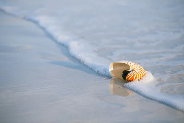 Nautilus shell with sea wave,  Florida beach — Stock Photo, Image