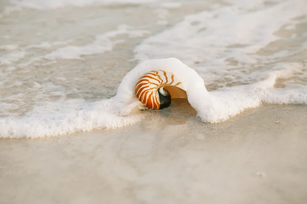 Nautilus cáscara con olas de mar, Florida playa — Foto de Stock