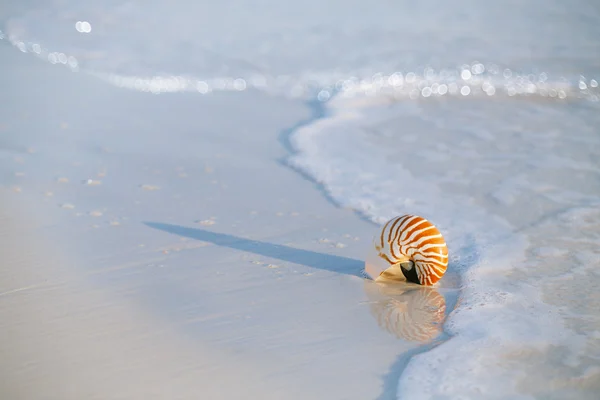 Nautilus concha en la playa blanca de Florida —  Fotos de Stock