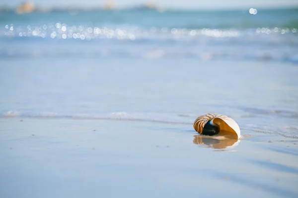 Nautilus coquille sur la plage blanche de Floride — Photo