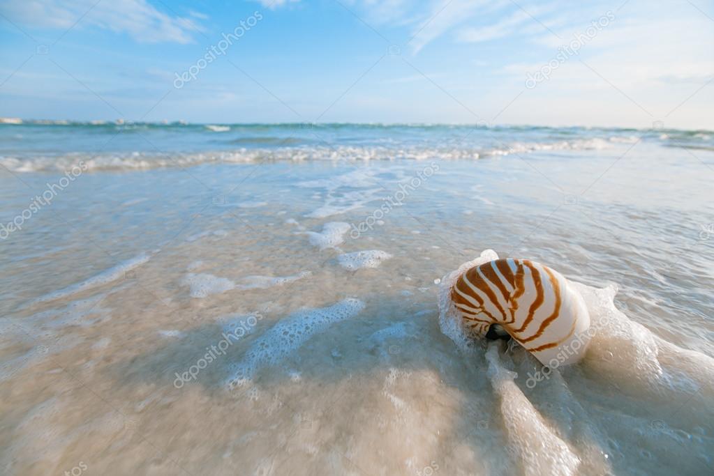 Nautilus shell on white Florida beach — Stock Photo © lvenks 58315747