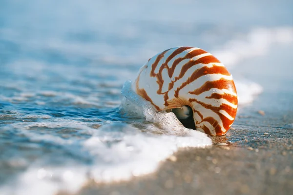 Concha de nautilus con olas de mar, playa de Florida bajo el sol ligh —  Fotos de Stock