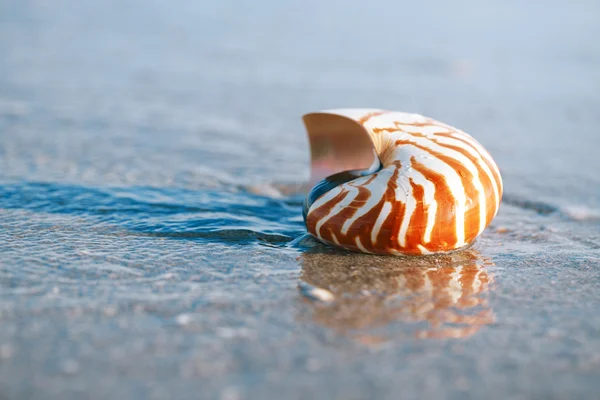 Concha nautilus com onda do mar, praia da Flórida sob o sol ligh — Fotografia de Stock