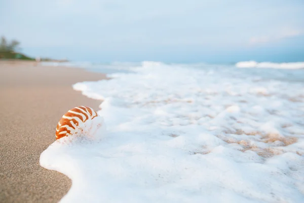 Concha de Nautilus com onda do mar — Fotografia de Stock