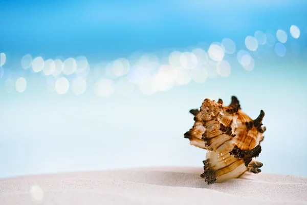 Coquille tropicale sur plage de sable blanc — Photo