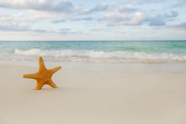 Starfish na praia de areia dourada — Fotografia de Stock