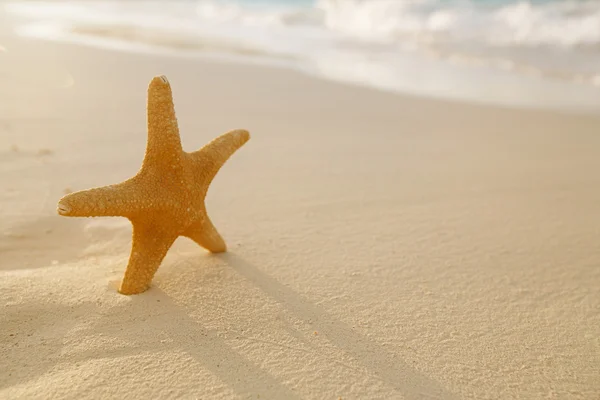 Zeester op gouden zandstrand — Stockfoto