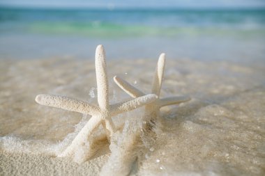White starfish in sea waves live action