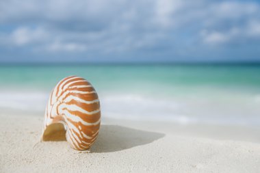 Nautilus kabuğu üzerinde beyaz plaj kum