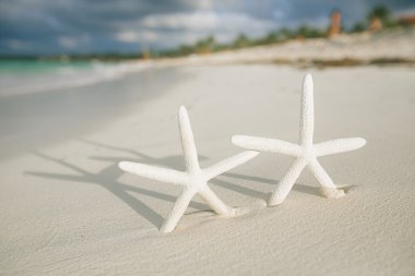 Beyaz kum plaj üzerinde beyaz deniz yıldızı