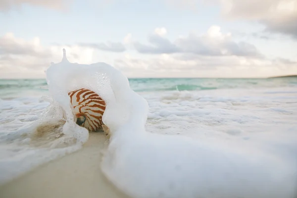 Nautilus shell in sea waves — Stock Photo, Image