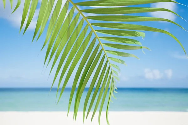 Palmblad, blauwe zee en tropisch wit zandstrand — Stockfoto