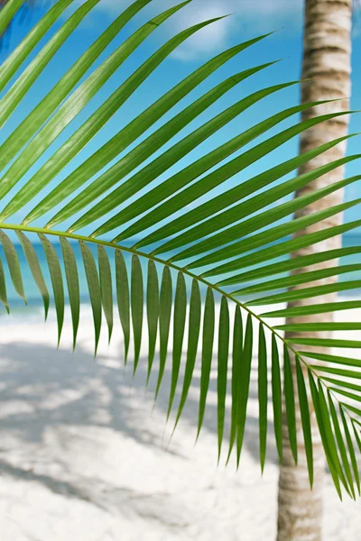 Folha de palma, mar azul e praia de areia branca tropical — Fotografia de Stock