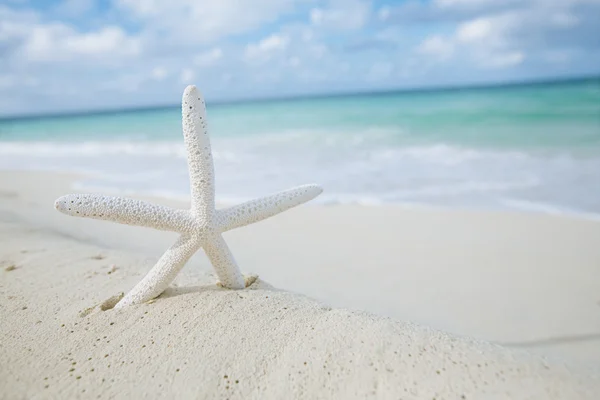 Estrela-do-mar branca na praia de areia branca — Fotografia de Stock