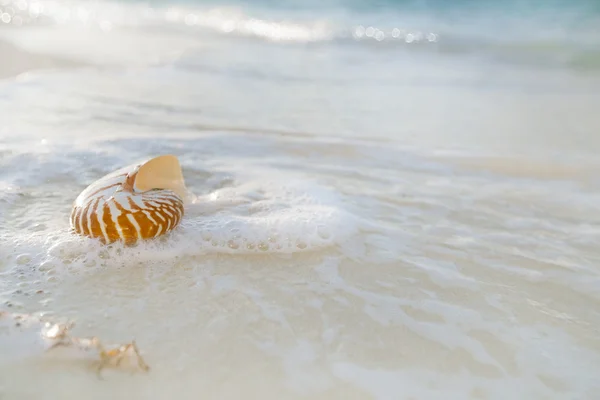 Nautilus shell in sea waves — Stock Photo, Image