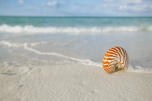 Nautilus shell on white beach sand — Stock Photo, Image