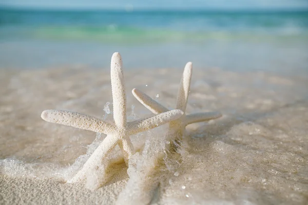 White starfish in sea waves live action — Stock Photo, Image