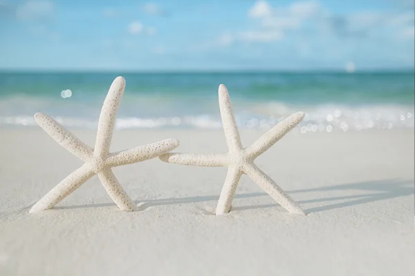 White starfish on white sand beach — Stock Photo, Image