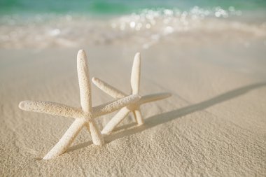 Beyaz kum plaj üzerinde beyaz deniz yıldızı