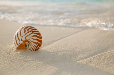 Nautilus kabuğu üzerinde beyaz plaj kum