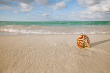 Nautilus kabuğu üzerinde beyaz plaj kum