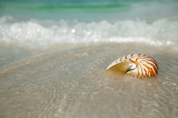 Nautilus concha sobre arena blanca de playa — Foto de Stock