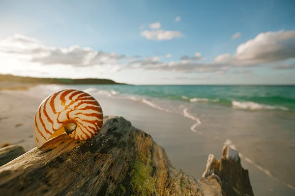 Concha do mar Nautilus na praia de areia dourada — Fotografia de Stock
