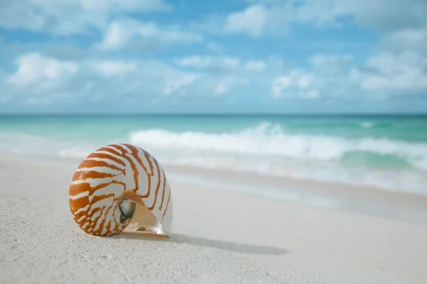 Nautilus-Muschel auf weißem Sand am Strand, — Stockfoto