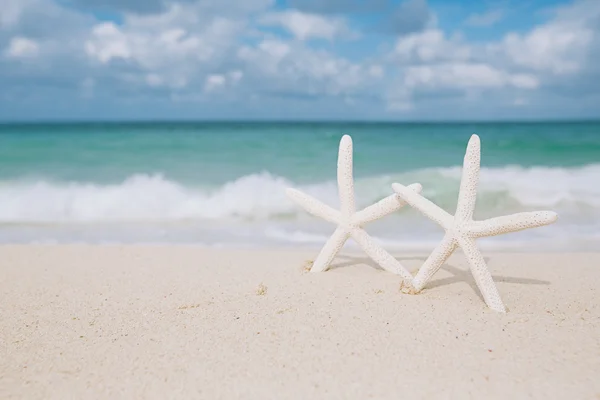 Vit sjöstjärna på vit sandstrand — Stockfoto