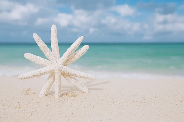 Beyaz kum plaj üzerinde beyaz deniz yıldızı — Stok fotoğraf