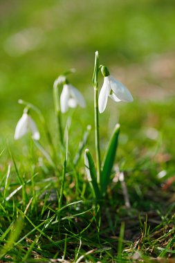 Işıltılı kardelen çiçek
