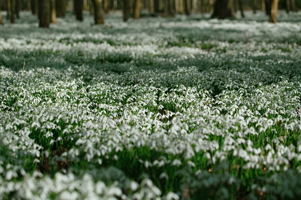 Snowdrops flowers in winter forest — Stock Photo, Image