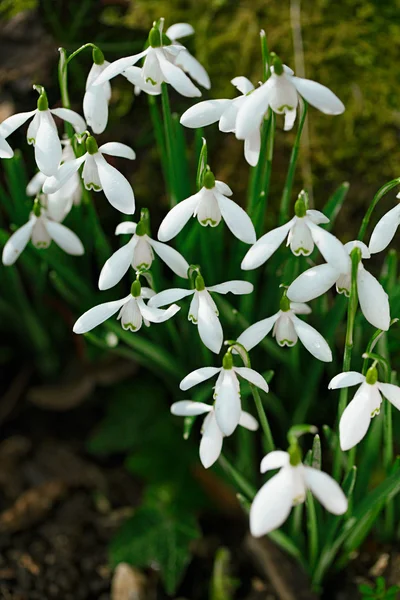 Flores brillantes de las gotas de nieve — Foto de Stock