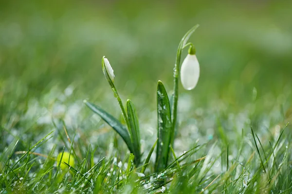 Flor de neve brilhante — Fotografia de Stock