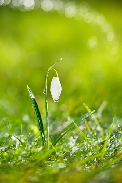 Sparkly snowdrop flower — Stock Photo, Image
