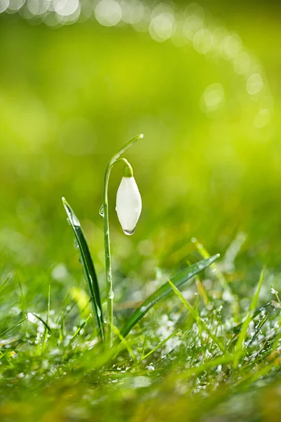 Flor brillante de la gota de nieve —  Fotos de Stock