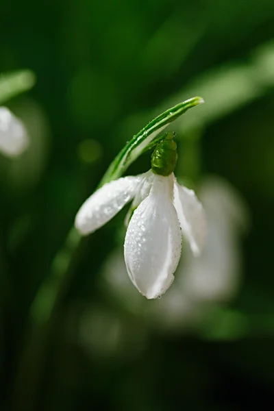 キラキラ光るスノー ドロップ花 — ストック写真