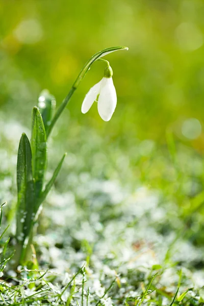 Flor brillante de la gota de nieve — Foto de Stock