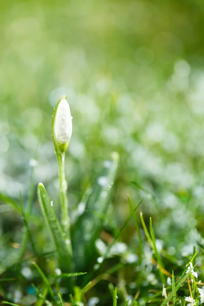 Glittrig snowdrop blomma — Stockfoto