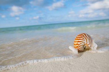 Nautilus kabuğu üzerinde beyaz plaj kum