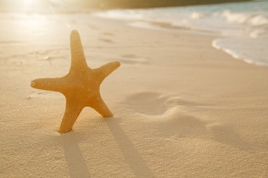 Altın kum plajı üzerinde deniz yıldızı