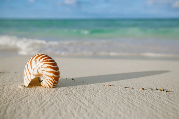 鹦鹉螺的壳，在白色的沙滩上 — 图库照片